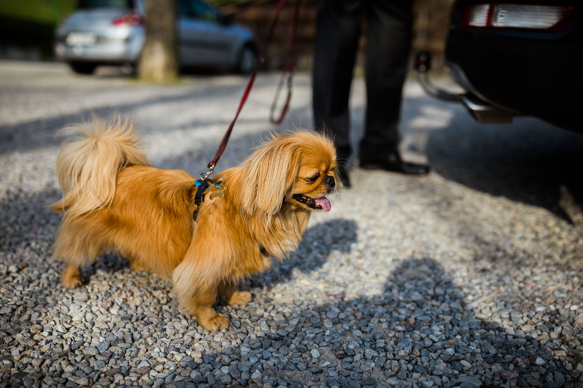 Export x3 5D4 5616 Geburtstag 75 Klara @ Golffricktal